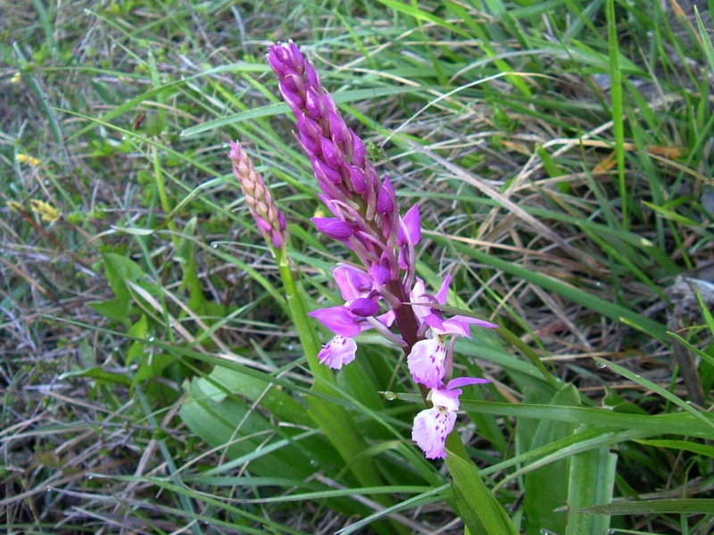 Orchis mascula